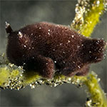 Jorunna sp. J